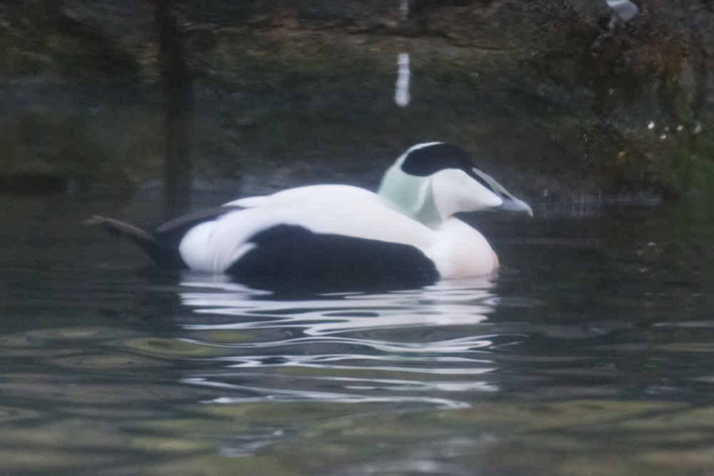 Eider 