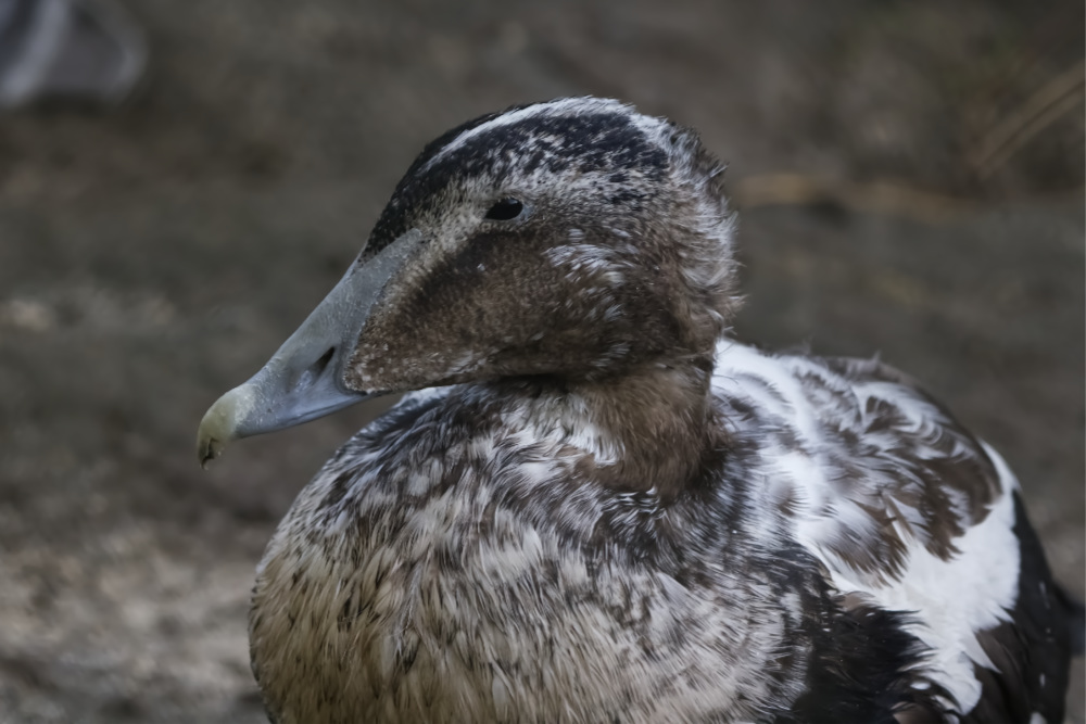 Eider 