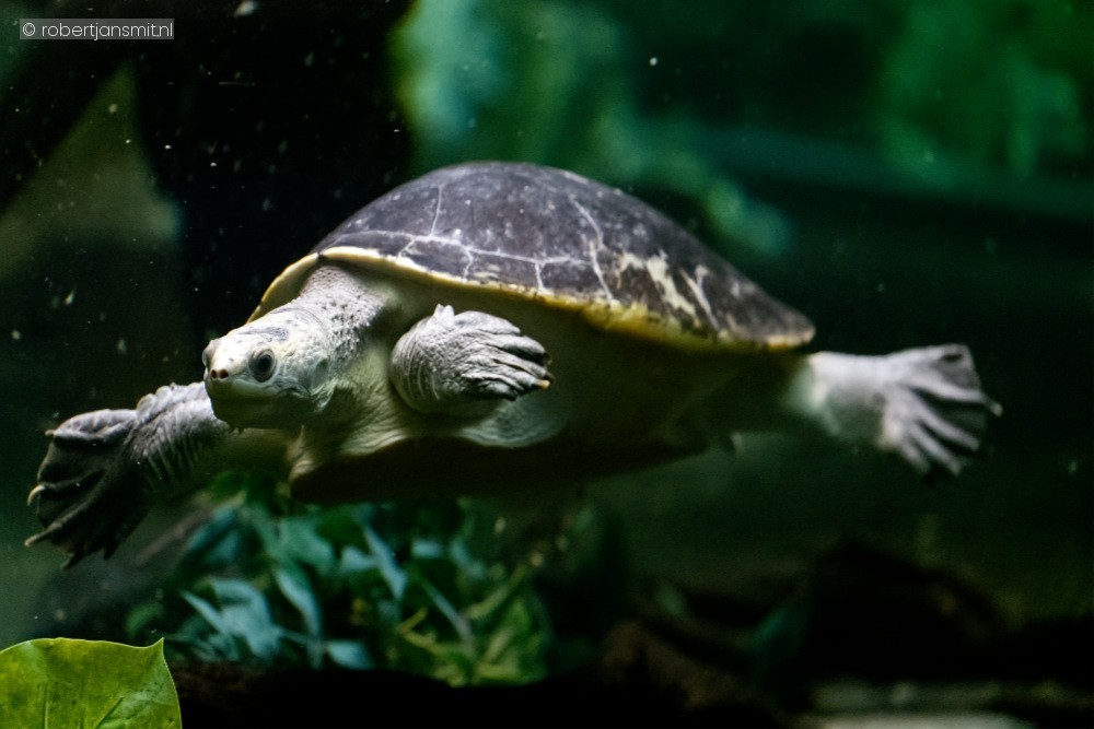 Foto van Elseya Branderhorsti () in Zoo Antwerpen België