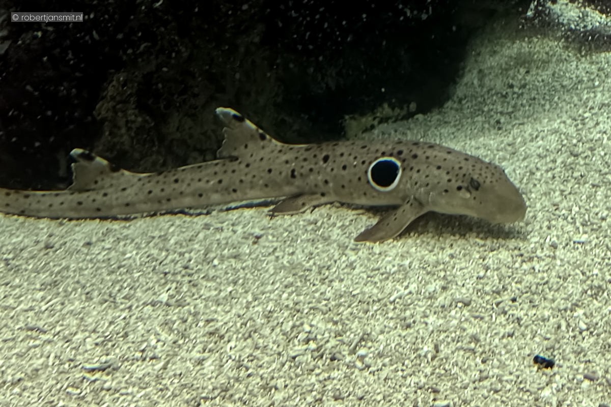 Foto van Epaulethaai (Hemiscyllium ocellatum) in Burgers Zoo Arnhem