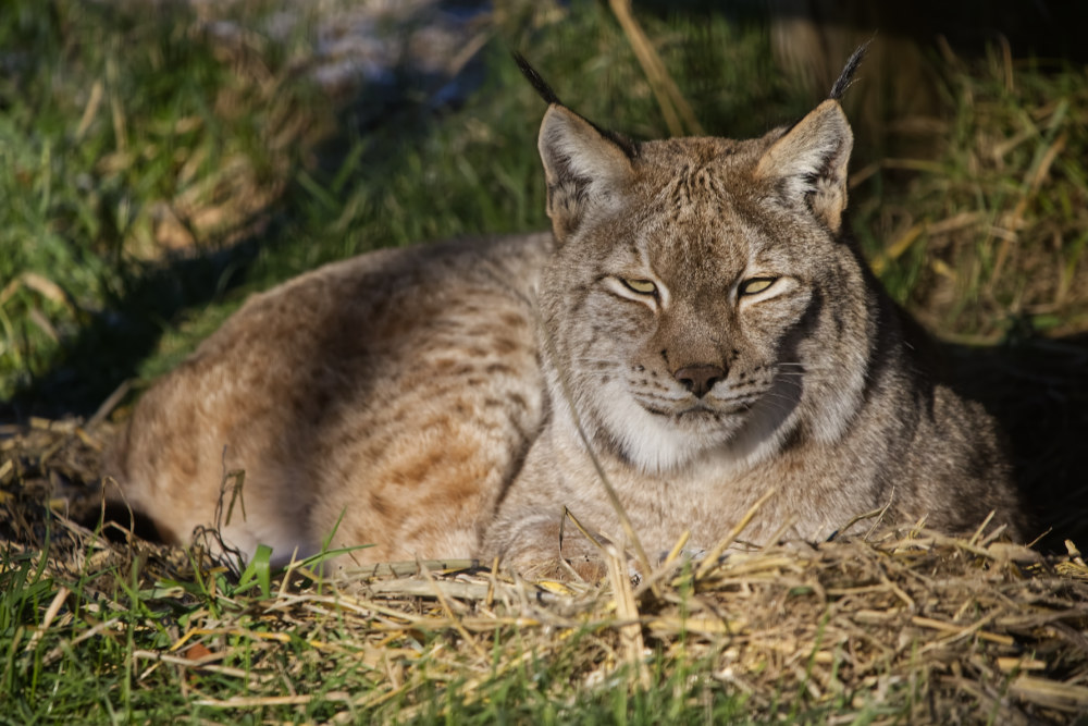 Euraziatische lynx 