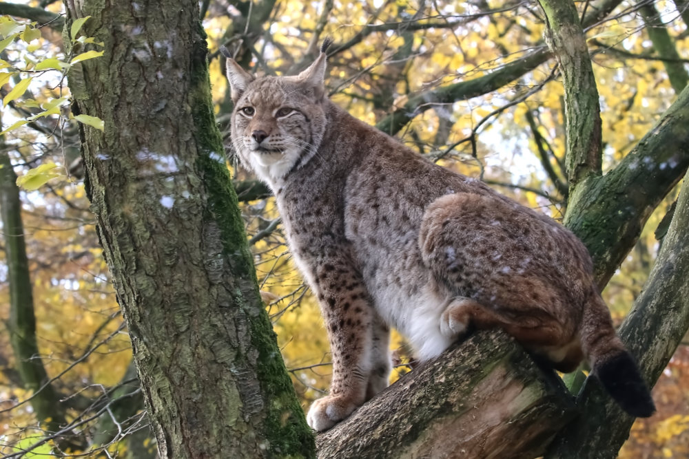 Euraziatische lynx 