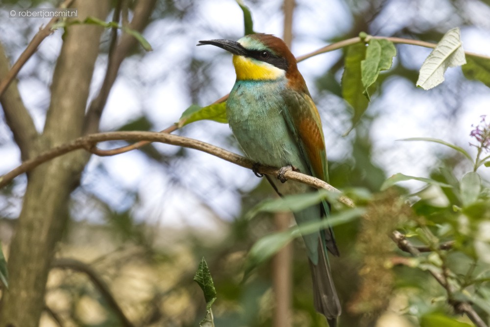 Foto van Bijeneter (Merops apiaster) in Zoo Antwerpen België