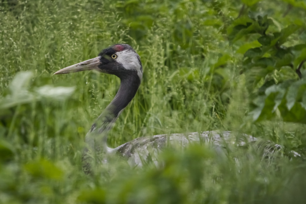 Europese kraanvogel 