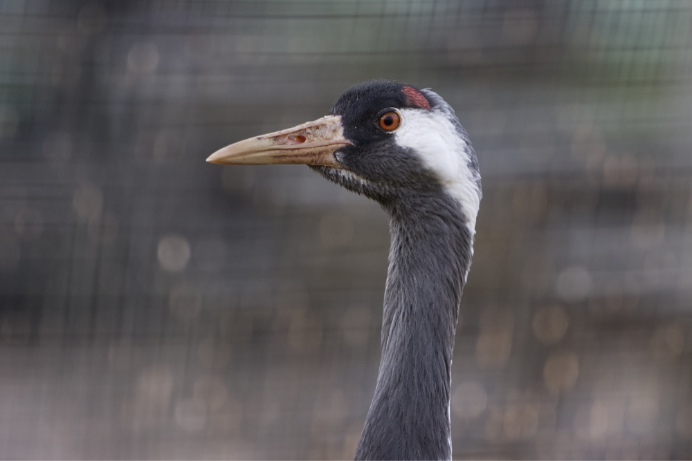 Europese kraanvogel 