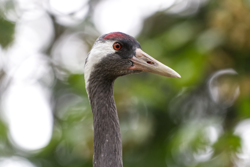 Europese kraanvogel 