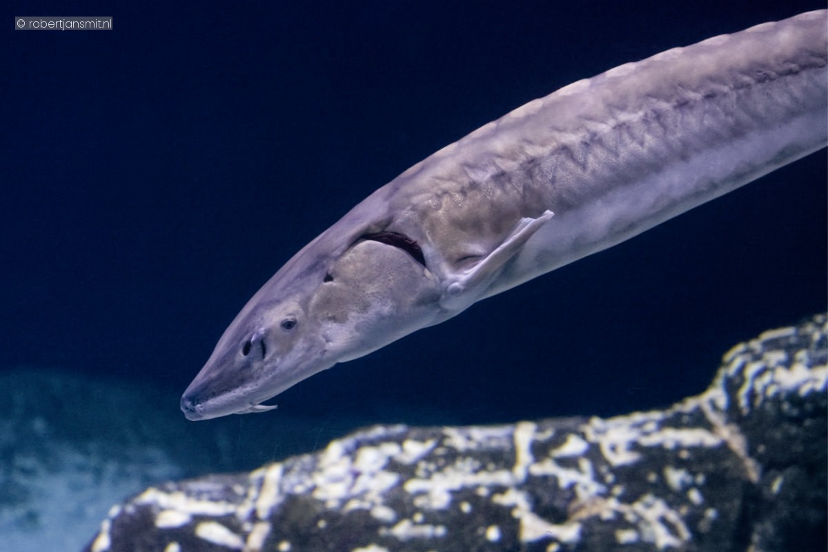 Foto van Europese steur (Acipenser sturio) in Blijdorp Rotterdam