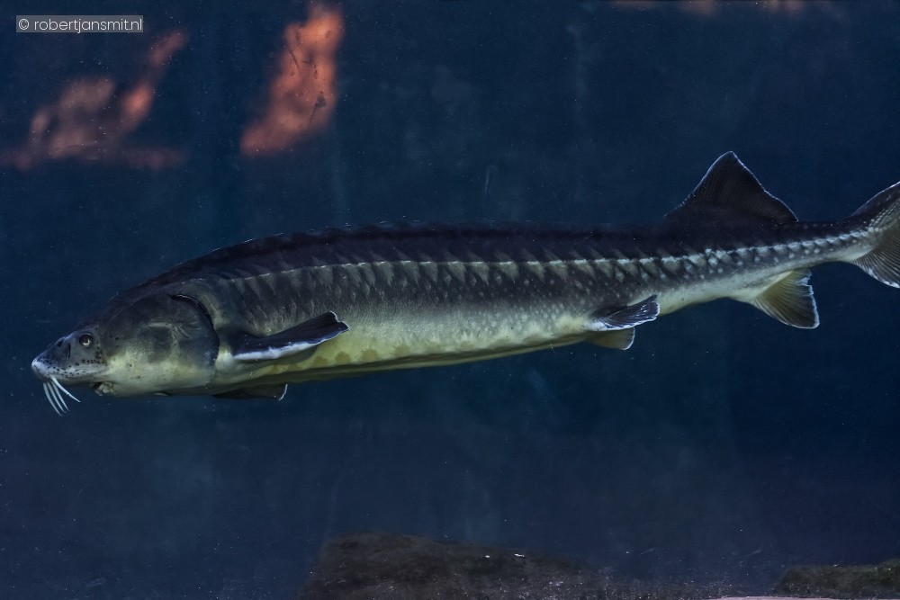 Foto van Europese steur (Acipenser sturio) in Zoo Antwerpen België