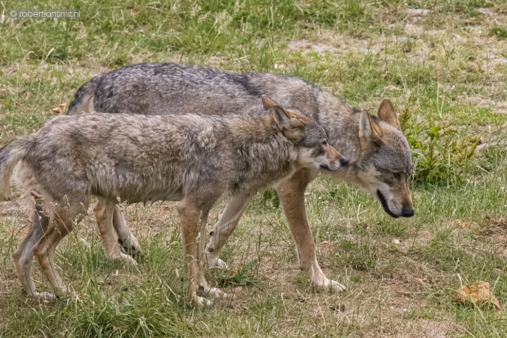 Foto van Europese Wolf (Canis lupus lupus) in Pairi Daiza België