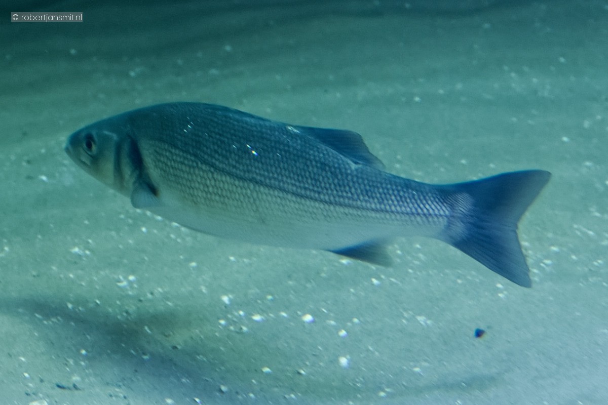 Foto van Europese zeebaars (Dicentrarchus labrax) in Artis Amsterdam