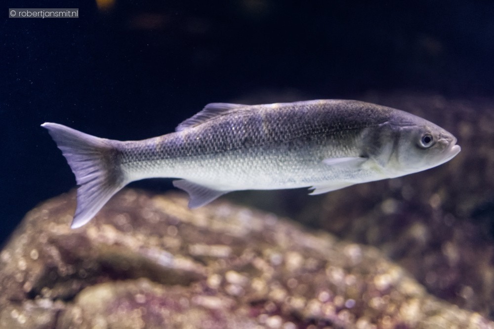 Foto van Europese zeebaars (Dicentrarchus labrax) in Blijdorp Rotterdam