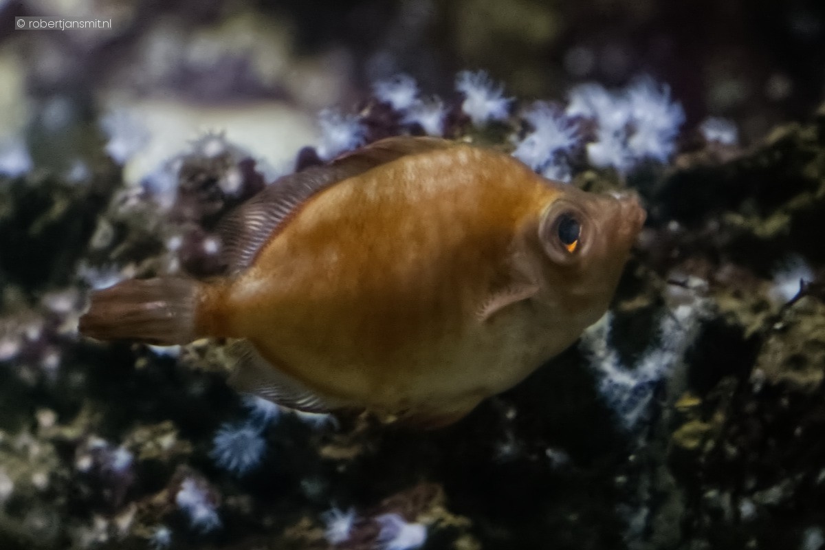 Foto van Evervis (Capros aper) in Blijdorp Rotterdam