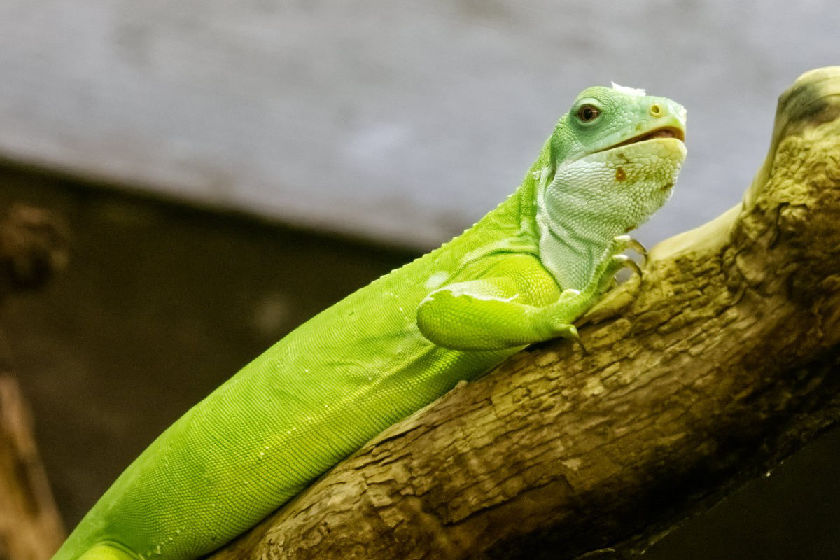 Foto van Fijileguaan (Brachylophus fasciatus) in Artis Amsterdam