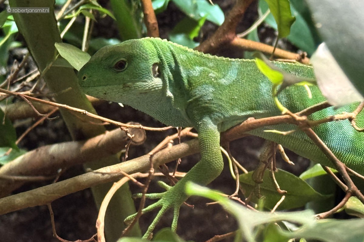 Foto van Fijileguaan (Brachylophus fasciatus) in Dierenpark Amersfoort