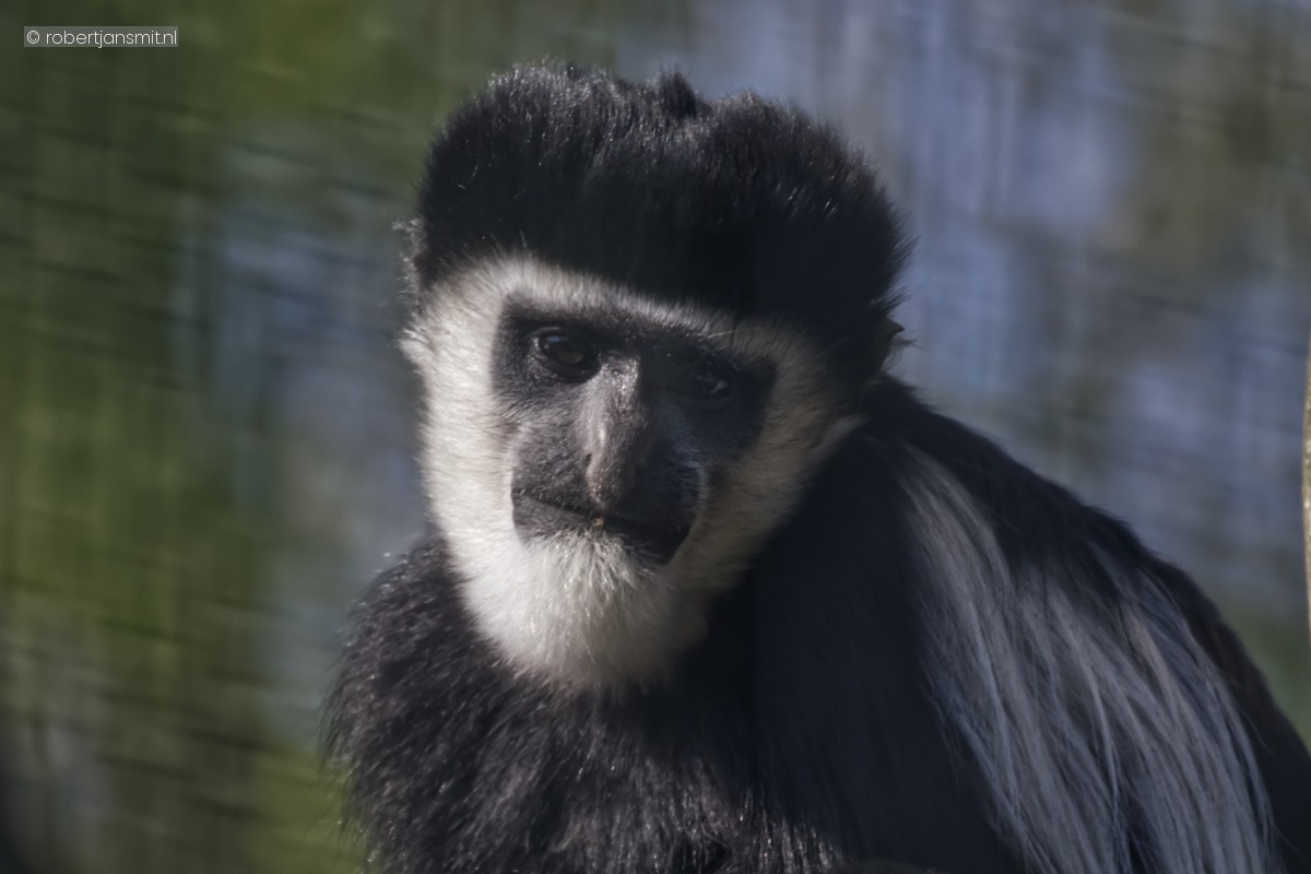 Foto van Franjeaap (Colobini) in Zoo Krefeld