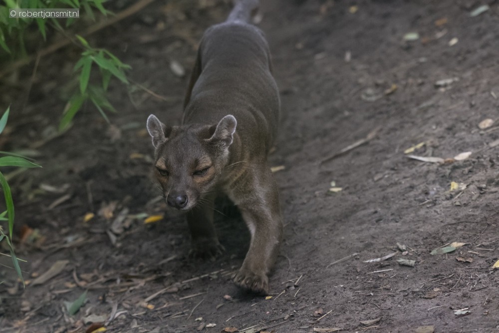 Foto van Fossa (Cryptoprocta ferox) in ZooParc Overloon