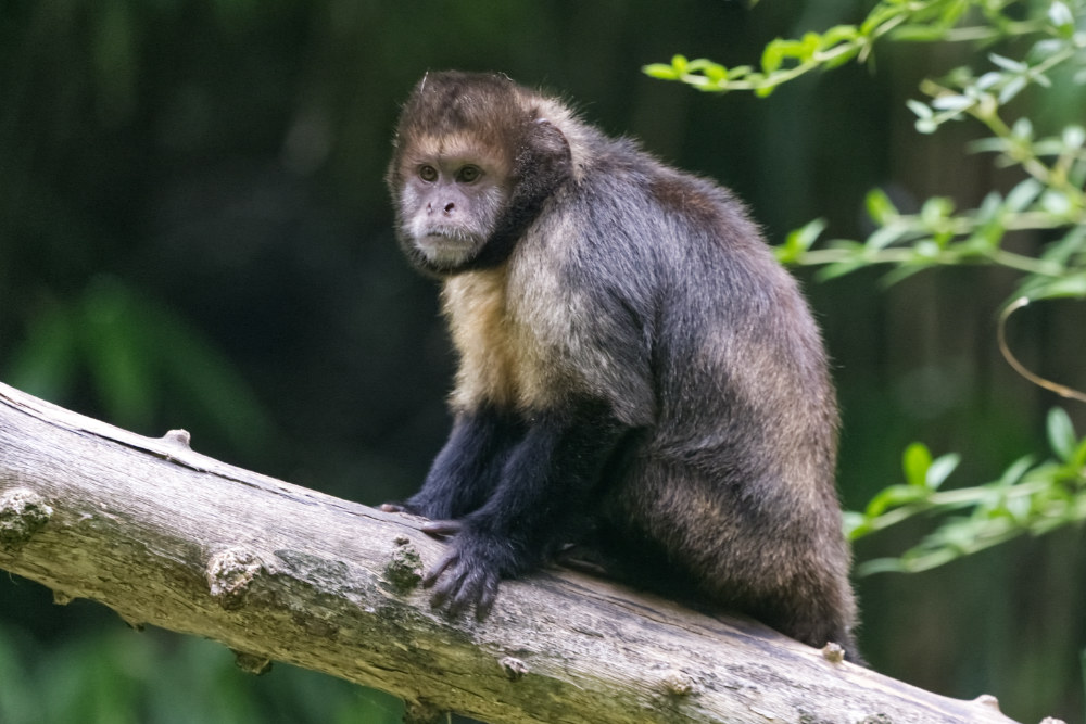 Foto van Geelborstkapucijnaap (Sapajus xanthosternos) in ZooParc Overloon