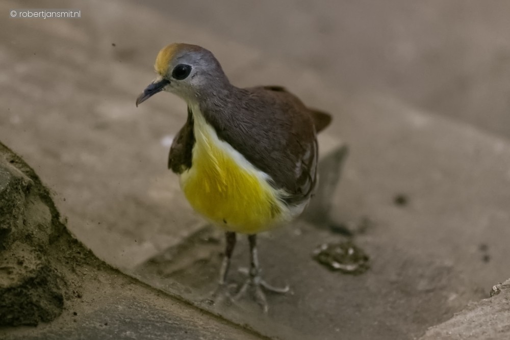 Foto van Geelhartpatrijsduif (Gallicolumba rufigula) in Zoo Antwerpen België