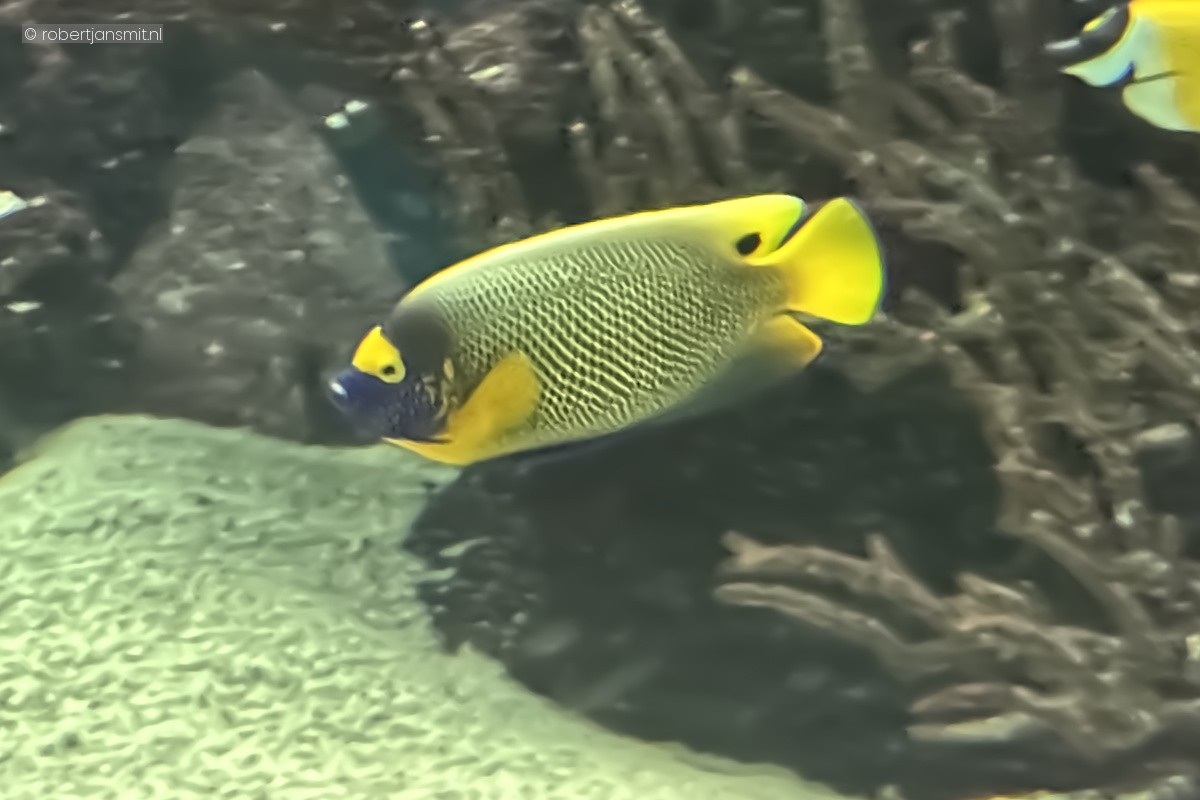 Foto van Geelmaskerkeizervis (Pomacanthus xanthometopon) in Burgers Zoo Arnhem