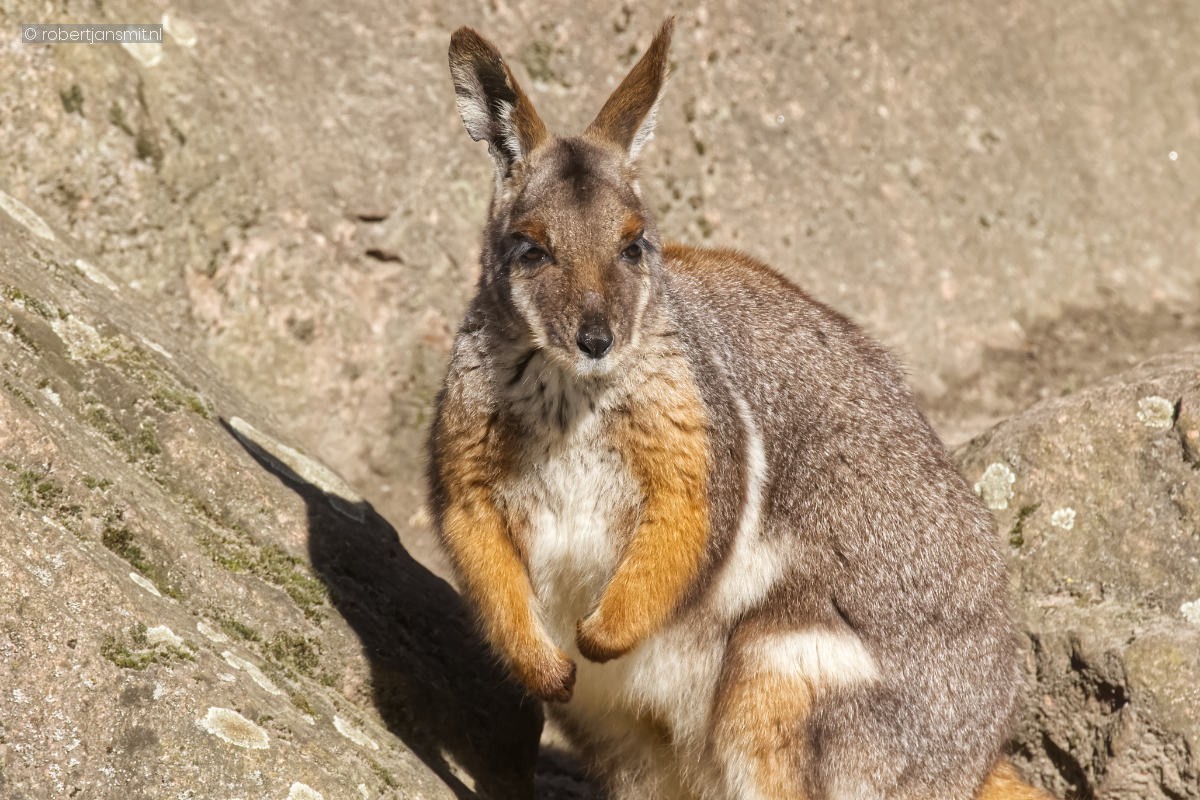 Foto van Geelvoetkangoeroe (Petrogale xanthopus) in Tierpark Berlin