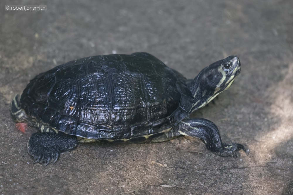 Foto van Geelwangschildpad (Trachemys scripta troosti) in Best Zoo, Best
