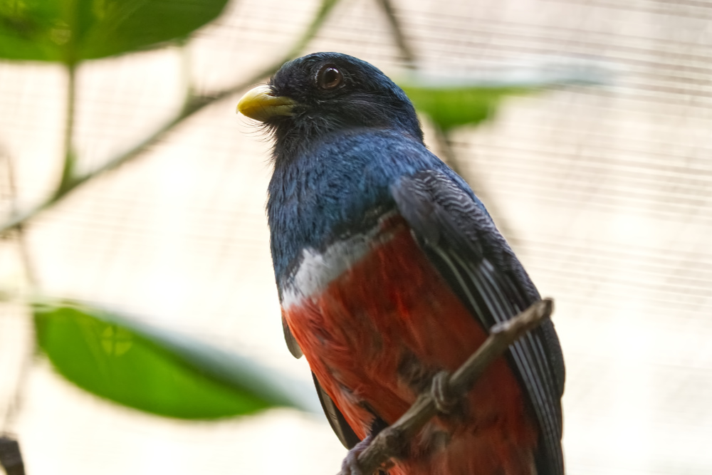 Gekraagde trogon 