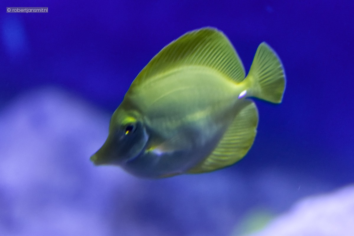 Foto van Gele doktersvis (Zebrasoma flavescens) in Artis Amsterdam