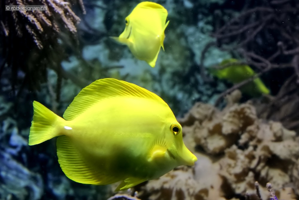 Foto van Gele doktersvis (Zebrasoma flavescens) in Pairi Daiza België