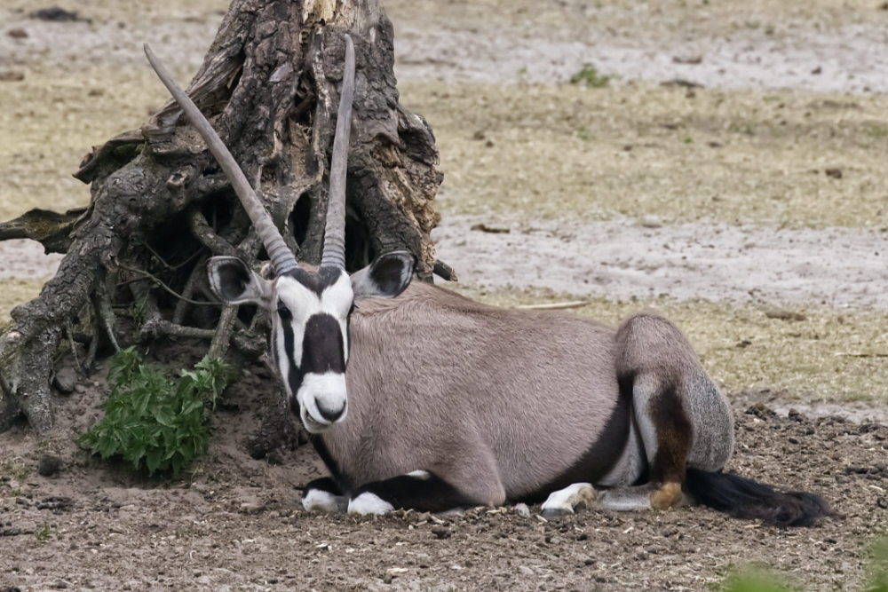 Gemsbok 