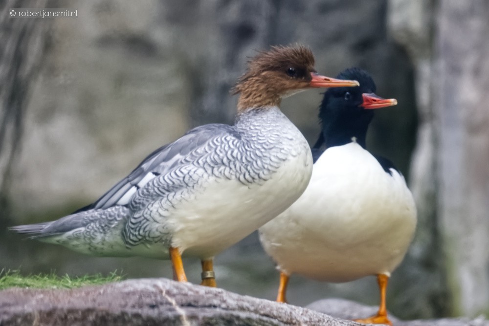 Foto van Geschubde zaagbek (Mergus squamatus) in Zoo Antwerpen België