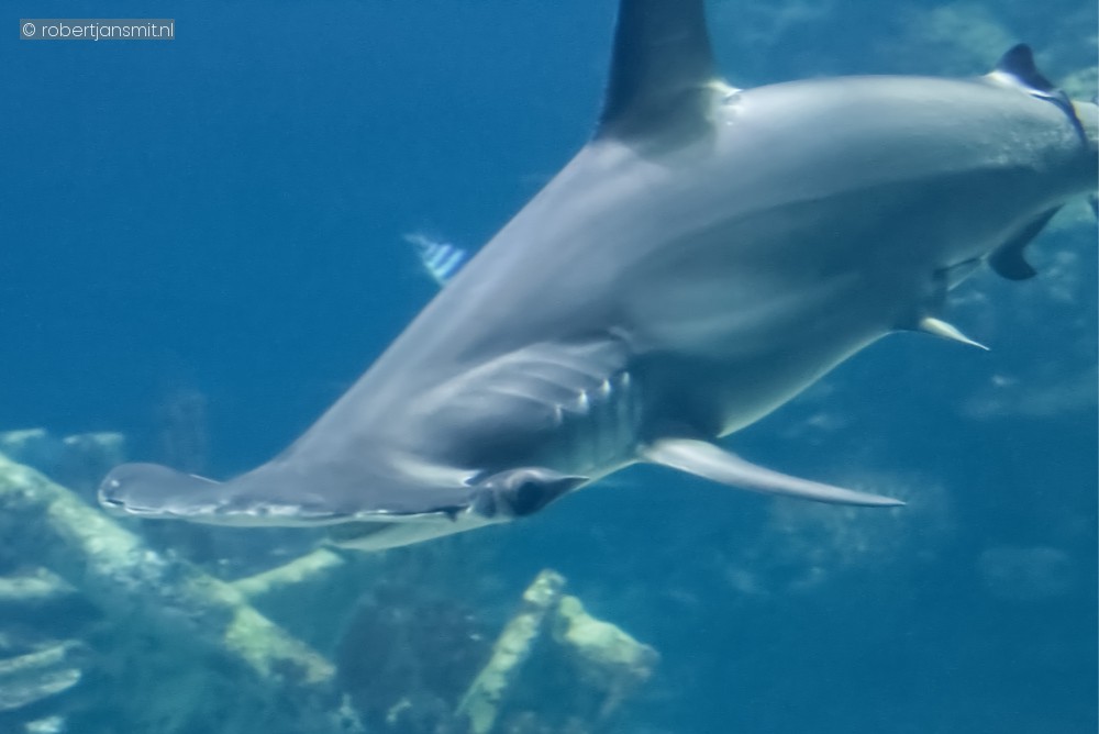 Foto van Geschulpte hamerhaai (Sphyrna lewini) in Burgers Zoo Arnhem