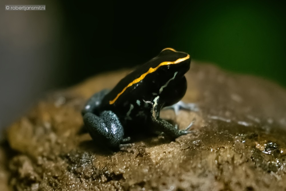 Foto van Gestreepte gifkikker (Phyllobates vittatus) in Zoo Antwerpen België