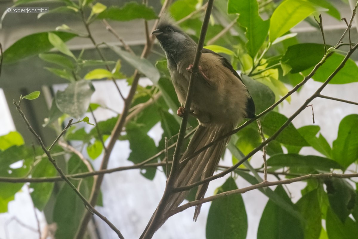Foto van Bruine muisvogel (Colius striatus) in Zoo Krefeld