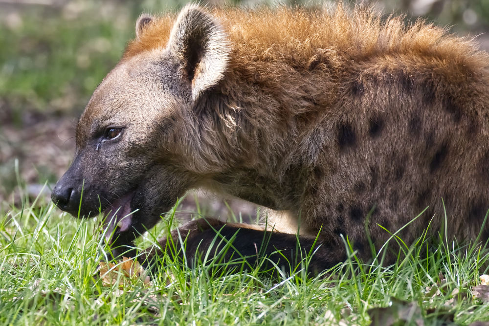 Gevlekte hyena 