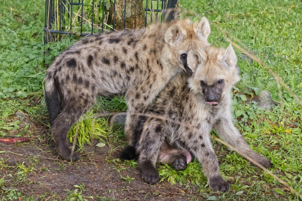 Gevlekte hyena 