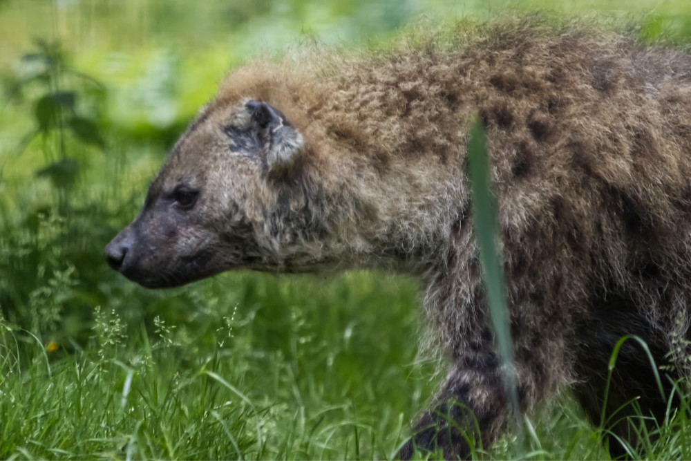 Gevlekte hyena 