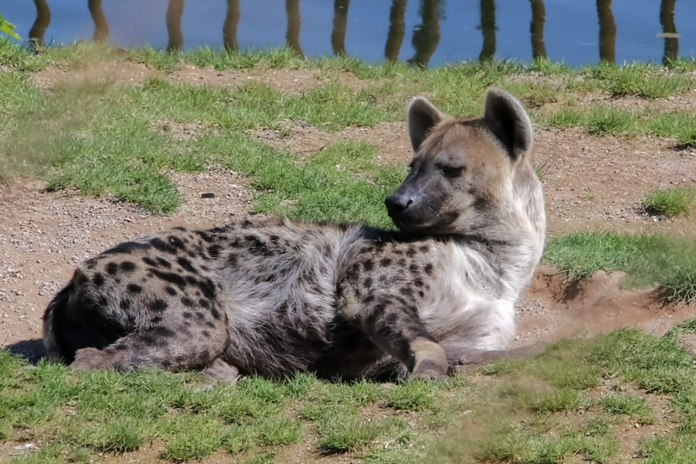 Gevlekte hyena 