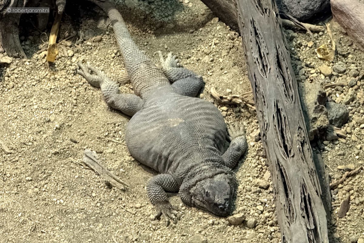 Foto van Gewone chuckwalla (Sauromalus ater) in Dierenpark Amersfoort