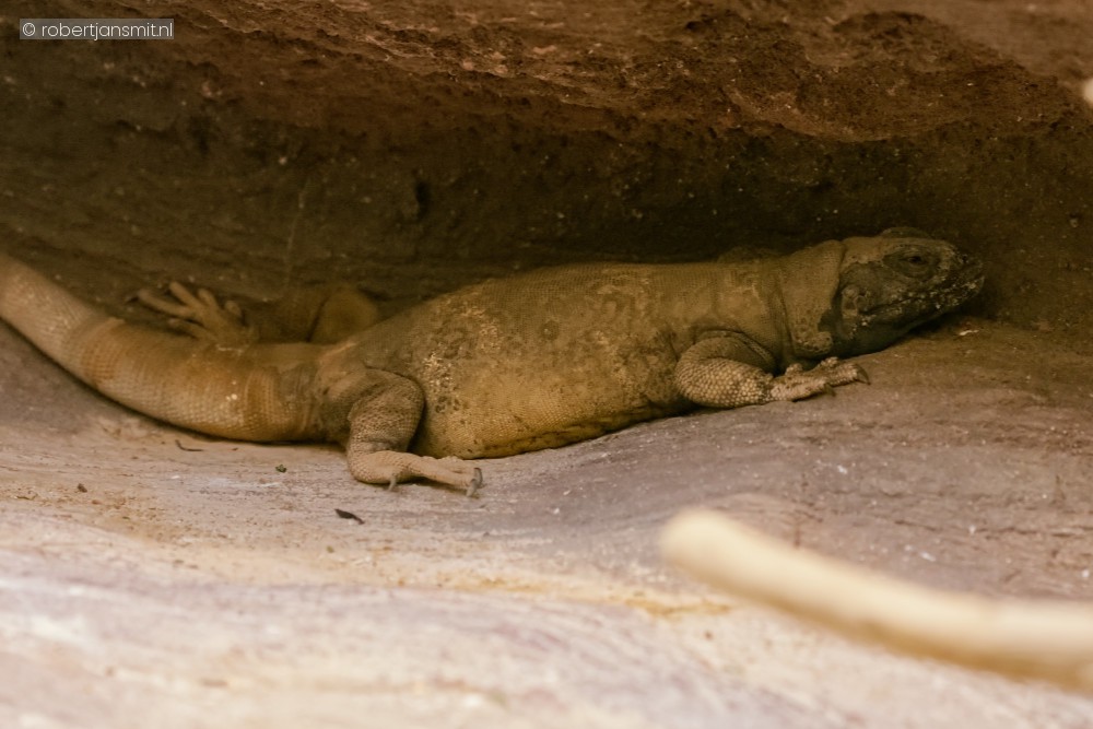 Foto van Gewone chuckwalla (Sauromalus ater) in Zoo Antwerpen België