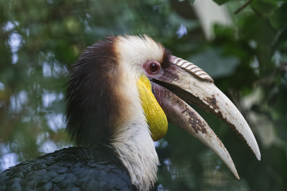 Gewone jaarvogel 