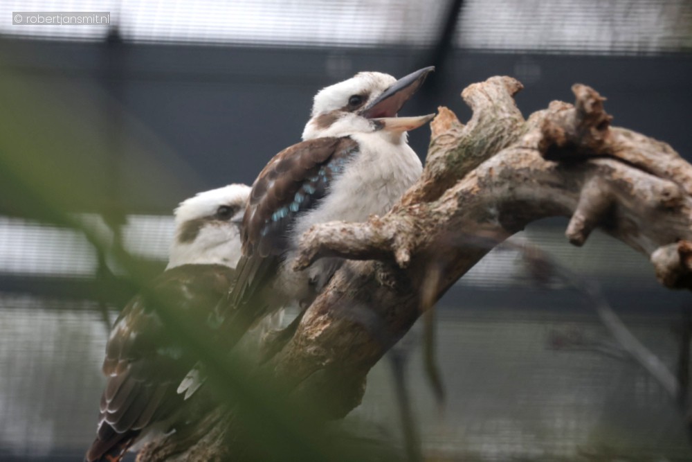 Foto van Gewone kookaburra (Dacelo novaeguineae) in Avifauna Alphen a/d Rijn