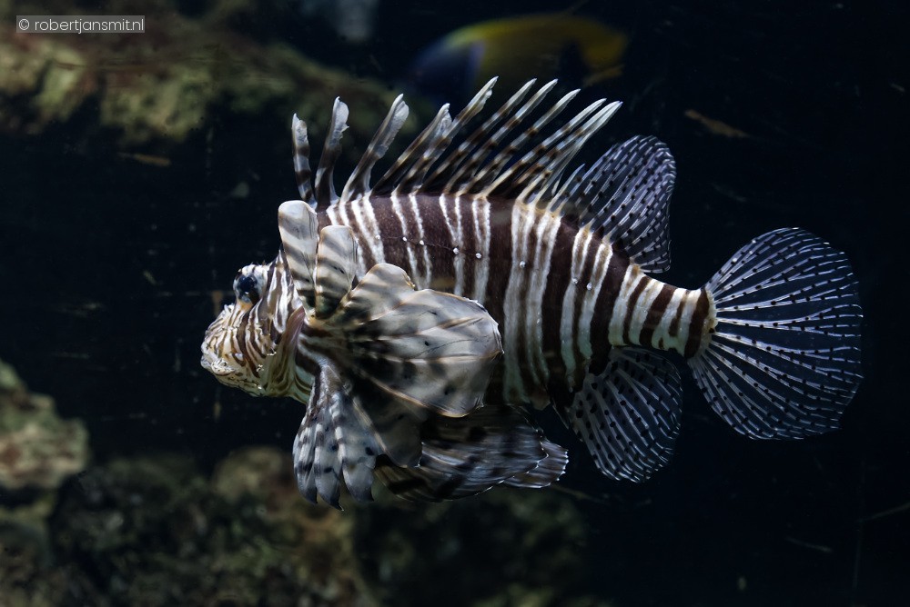 Foto van Gewone koraalduivel (Pterois volitans) in Zoo Antwerpen België