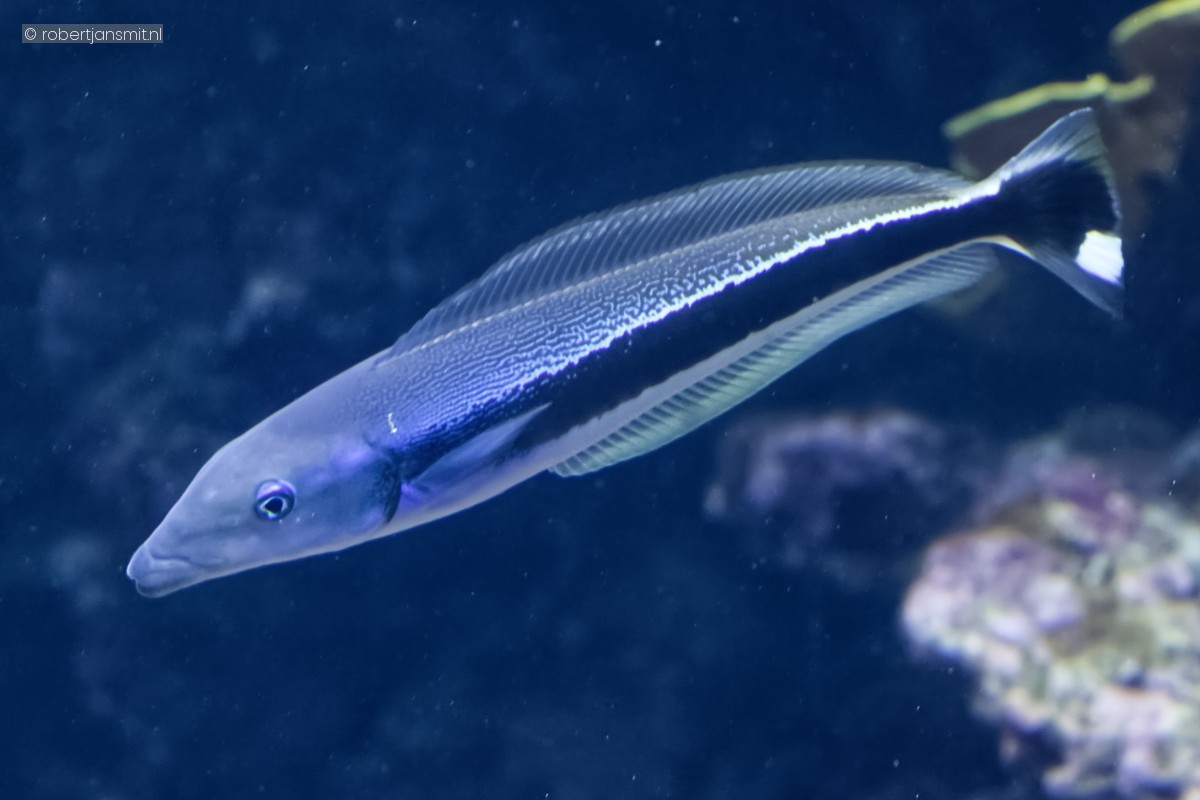 Foto van Gewone poetslipvis (Labroides dimidiatus) in Burgers Zoo Arnhem
