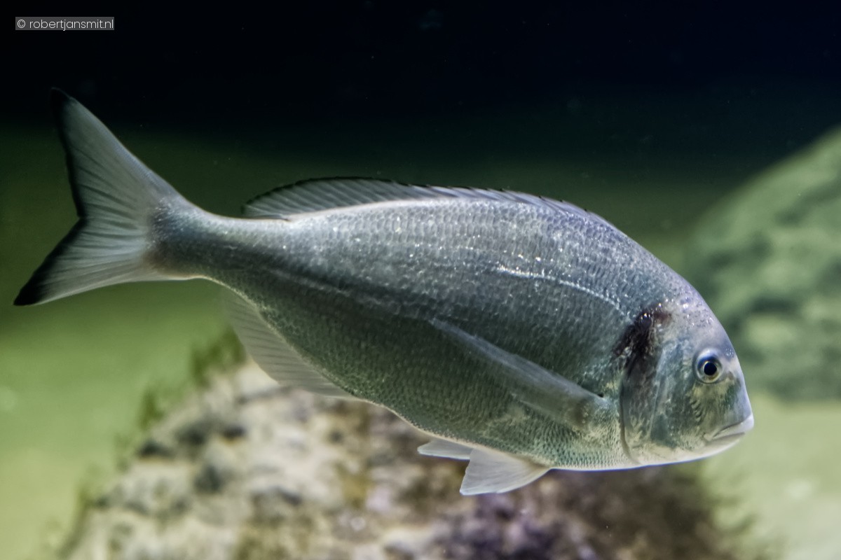 Foto van Gewone zeebrasem (Pagellus erythrinus) in Artis Amsterdam