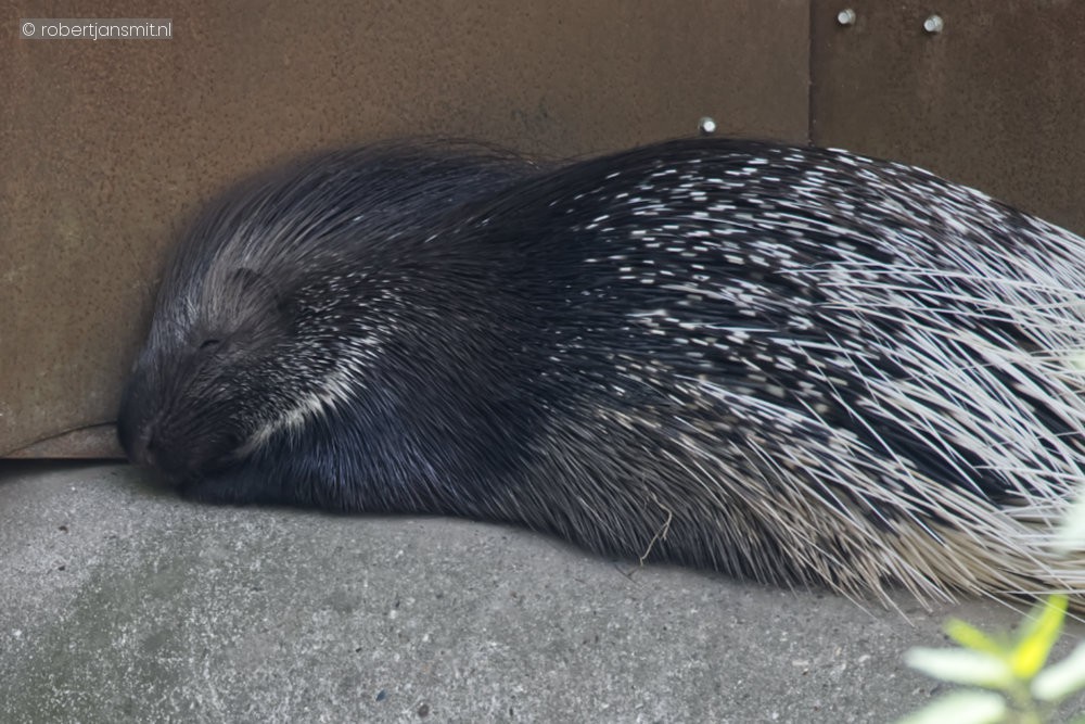 Foto van Gewoon stekelvarken (Hystrix cristata) in Eindhoven Zoo (voorheen Dierenrijk)