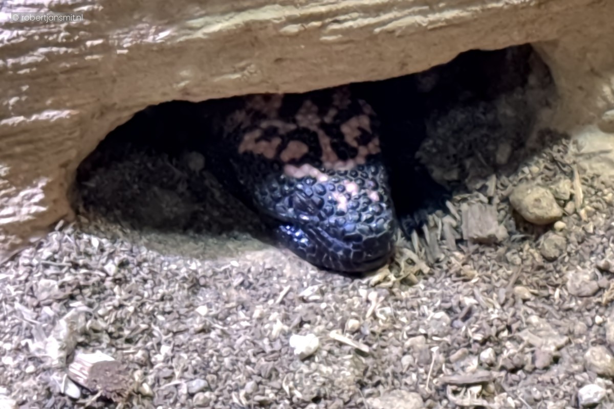 Foto van Gilamonster (Heloderma suspectum) in Dierenpark Amersfoort