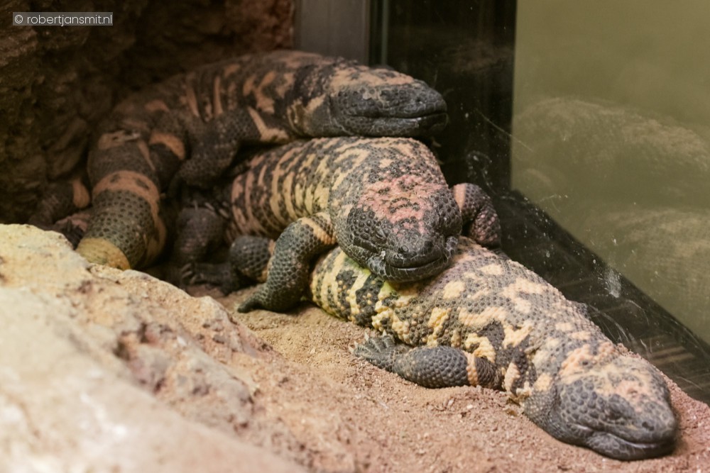 Foto van Gilamonster (Heloderma suspectum) in Zoo Antwerpen België