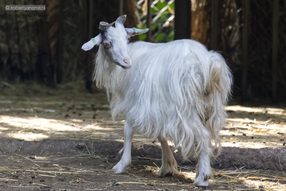 Foto van Girgentana geit (Capra hircus girgentana) in Best Zoo, Best