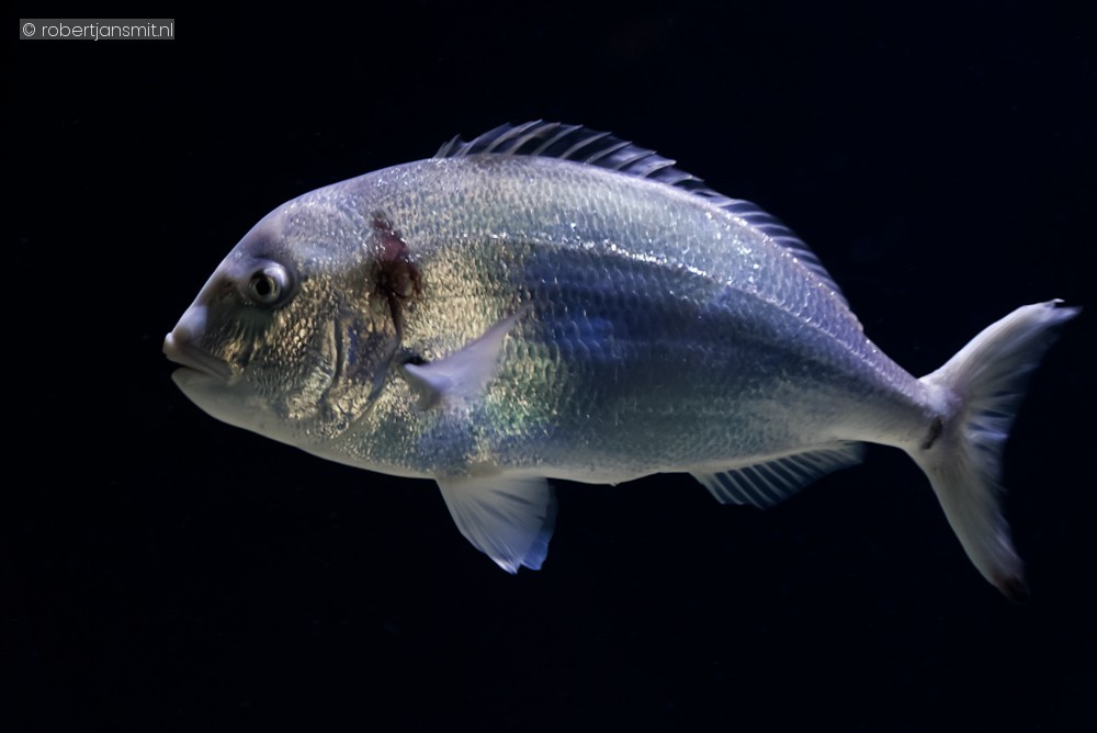 Foto van Goudbrasem (Sparus aurata) in Zoo Antwerpen België