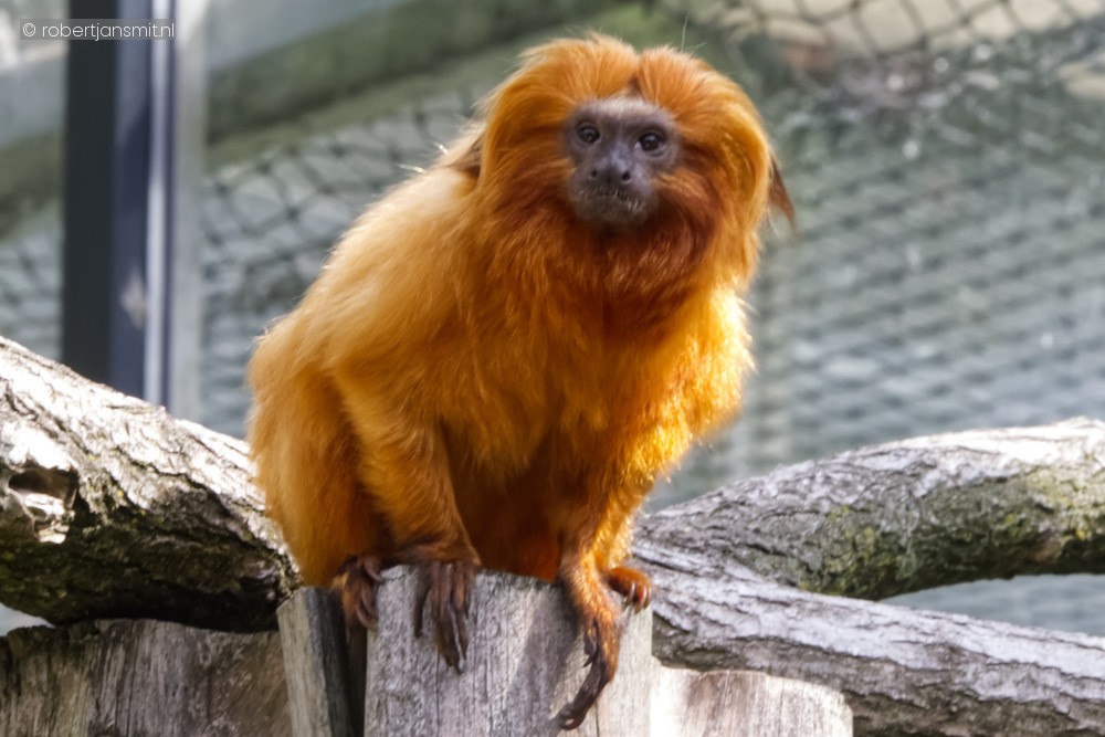 Foto van Gouden leeuwaapje (Leontopithecus rosalia) in ZooParc Overloon